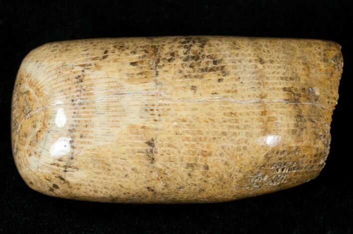 Polished Fossil Horn Coral - Morocco #18099